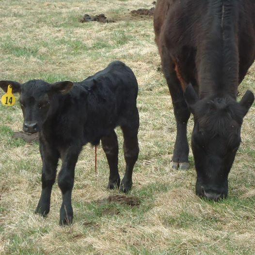 Calving Season