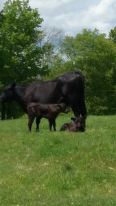 Here come the calves!