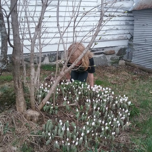 Spring Is Here
