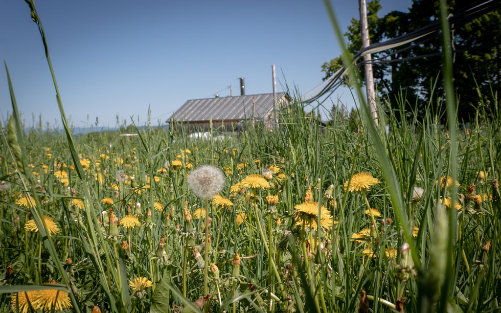 Farm Flowers